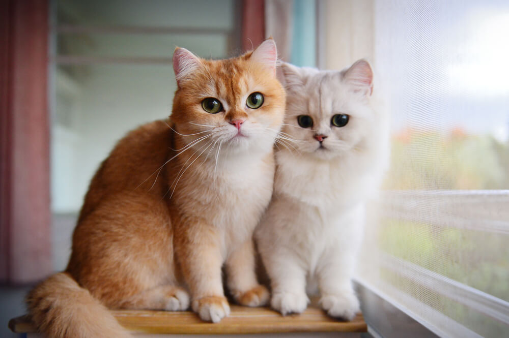 Ginger and white Persian cats sitting side by side on a windowsill, representing pet wellness care for cats in San Diego