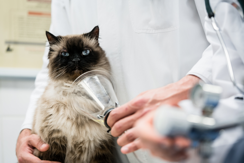 Veterinarian administering an oxygen mask to a Birman cat, representing pet emergency and urgent care services in San Diego
