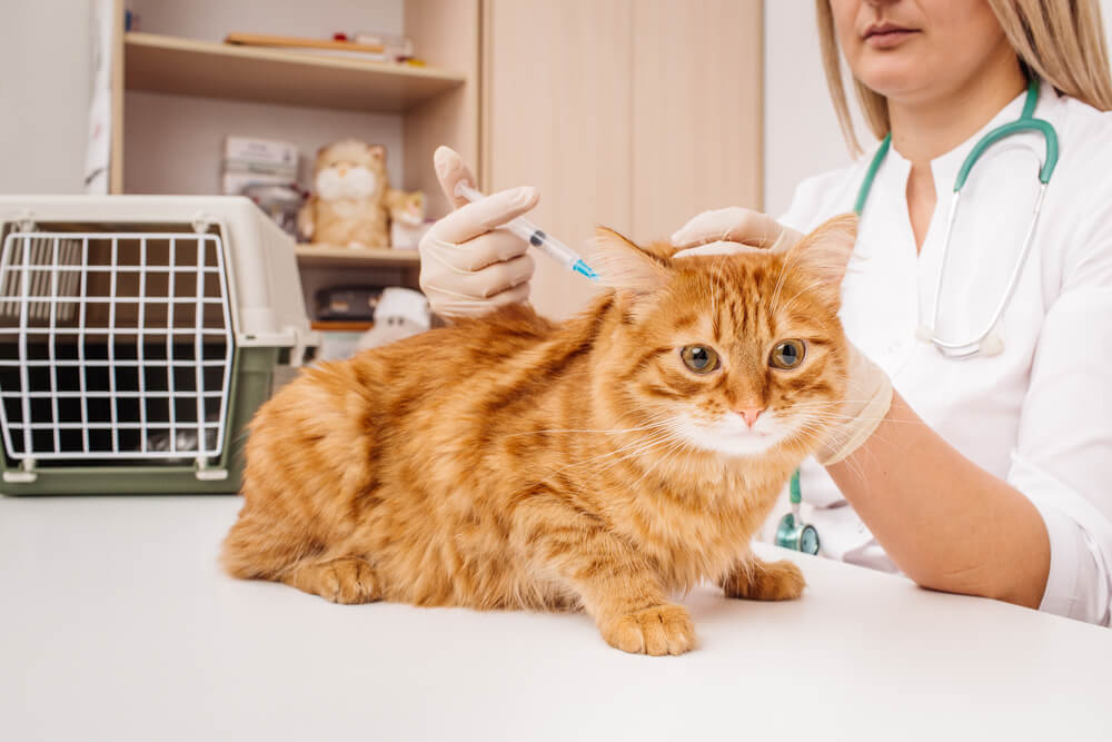 Veterinarian giving a vaccine injection to a ginger cat on an exam table, representing pet vaccination services in San Diego