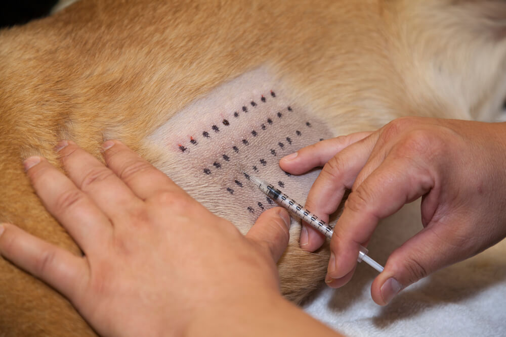Veterinarian performing an allergy skin test on a dog's shaved abdomen, representing pet allergy testing in San Diego
