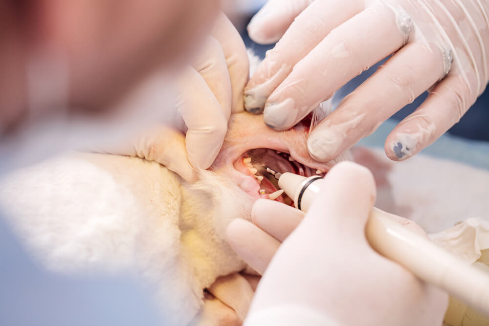 Veterinarian performing a professional dental cleaning on a dog, representing pet dental care services in San Diego