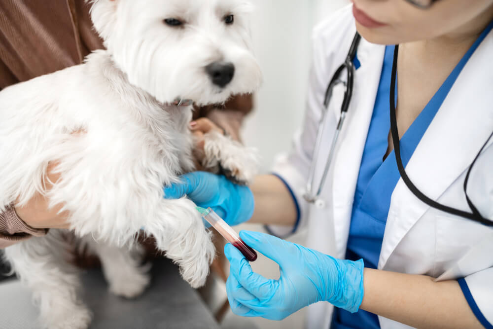 Veterinarian drawing a blood sample from a West Highland Terrier, representing pet blood work services in San Diego