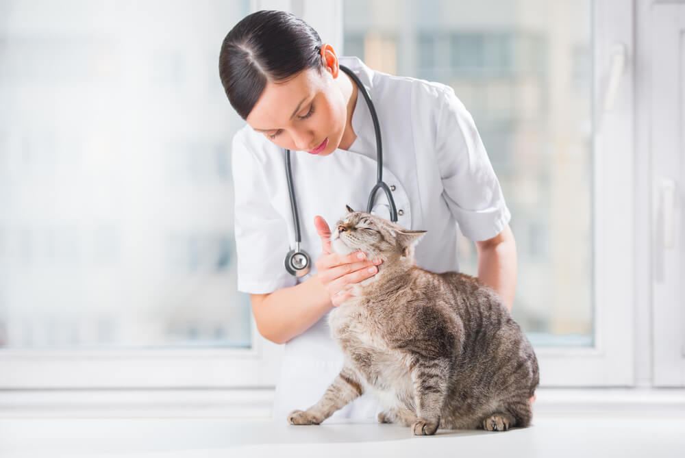 Veterinarian gently examining a tabby cat on an exam table, representing new year pet health resolutions in San Diego