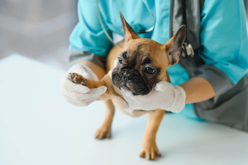 Veterinarian in blue scrubs examining a French Bulldog's paw on an exam table, representing pet arthritis treatment in San Diego