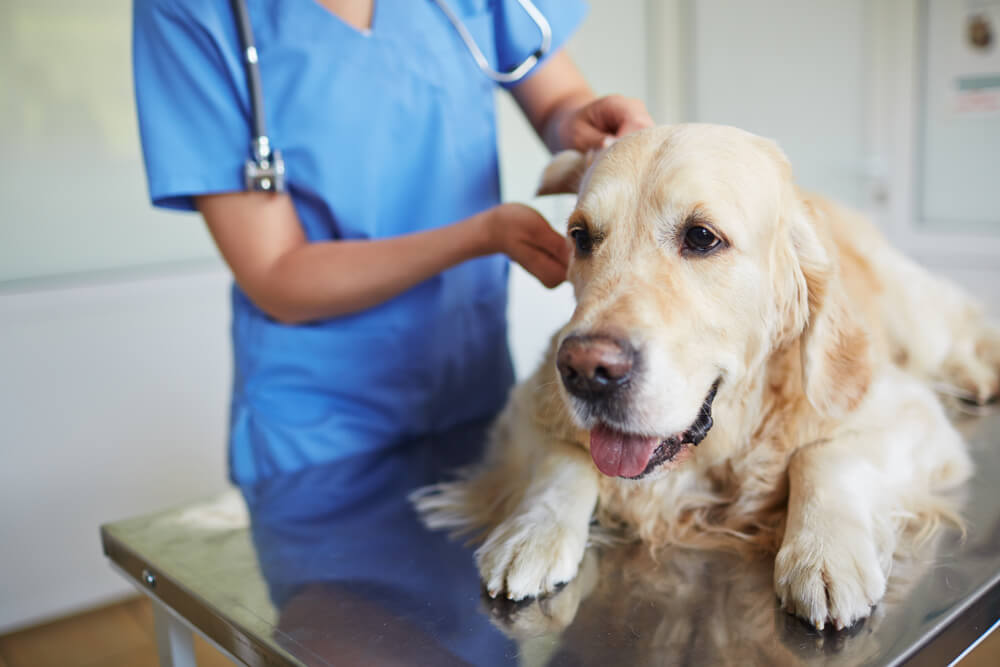 Veterinarian in blue scrubs examining a Golden Retriever on an exam table, representing pet wellness screenings in San Diego