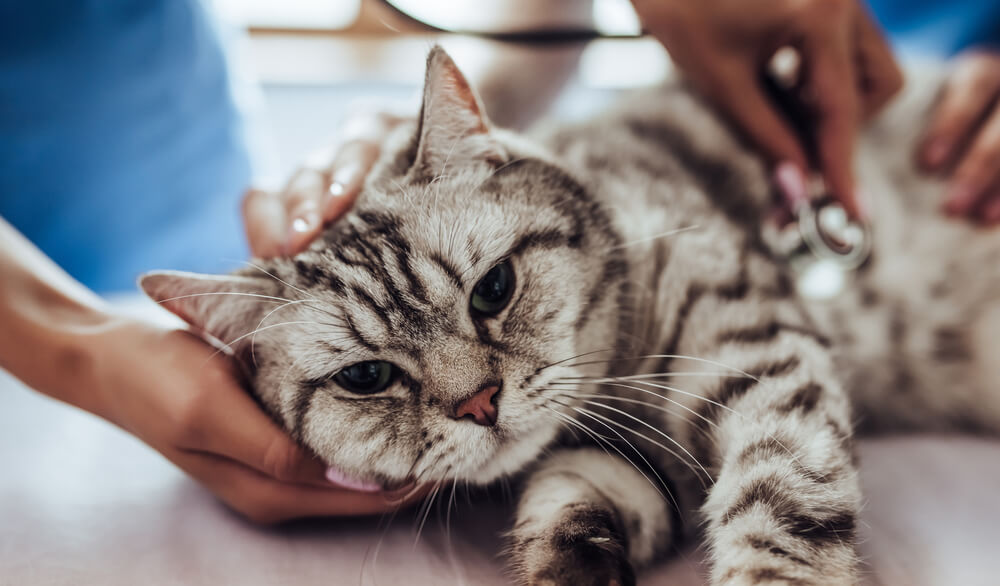 Veterinarian examining a silver tabby cat with a stethoscope, representing treatment for chocolate toxicity in pets in San Diego