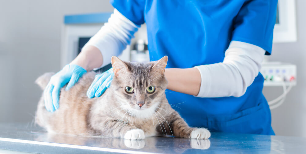 Veterinarian in blue gloves examining a tabby cat on an exam table, representing pet wellness screenings in San Diego