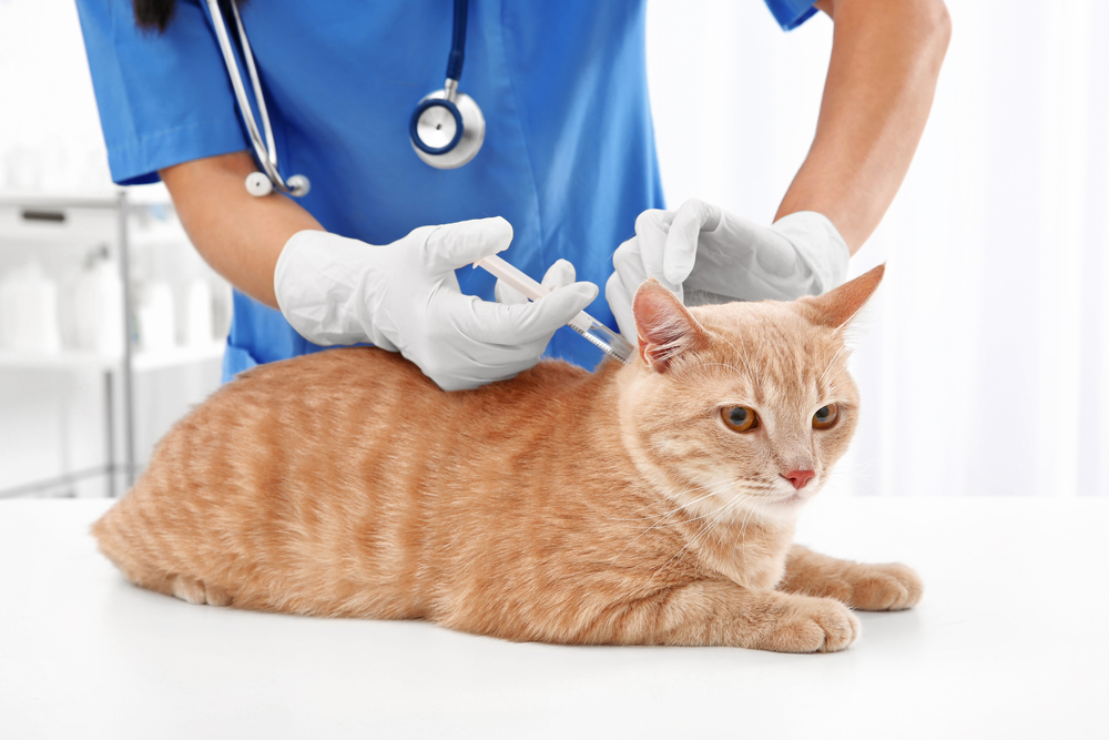 Veterinarian in blue scrubs administering a vaccine to an orange tabby cat on an exam table, representing pet vaccination services in San Diego