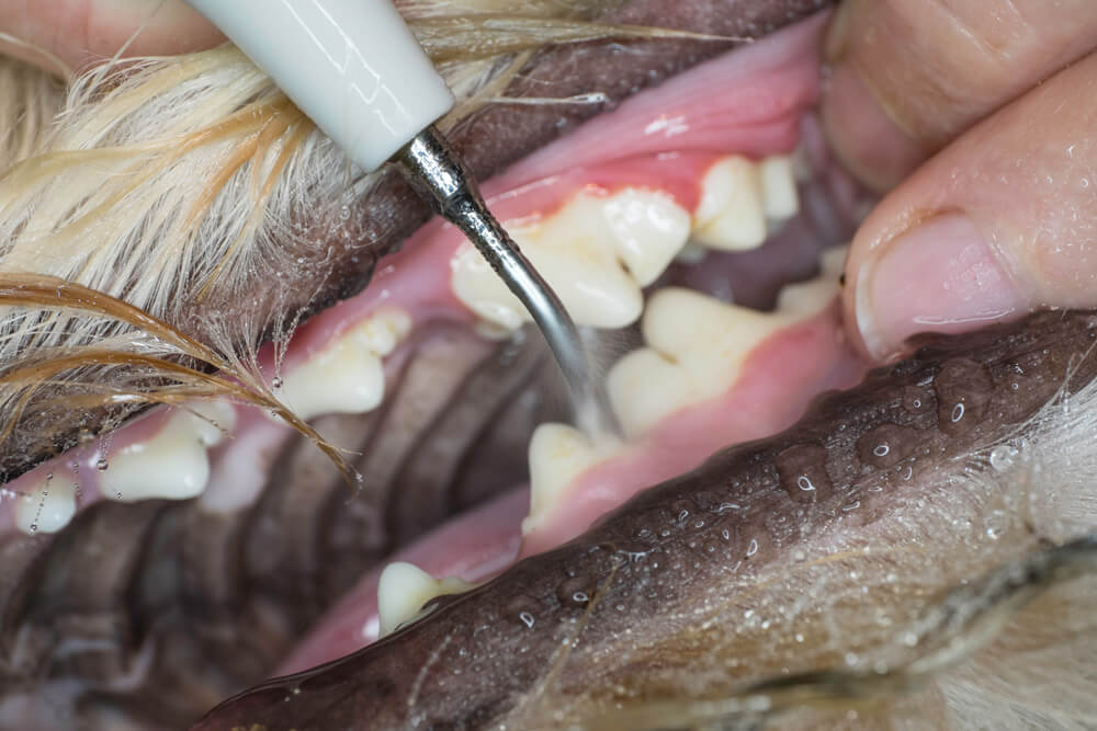 Veterinarian using an ultrasonic scaler to clean a dog's teeth during a professional dental cleaning in San Diego