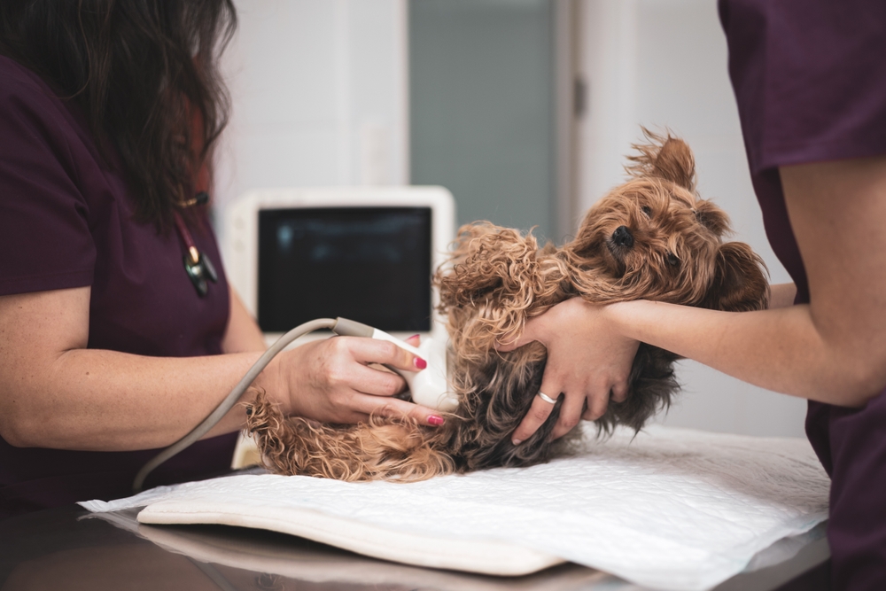 Veterinary staff performing an ultrasound on a Yorkshire Terrier, representing in-house pet diagnostics in San Diego