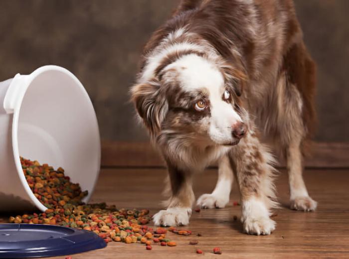 The Perils of Pancreatitis in Pets