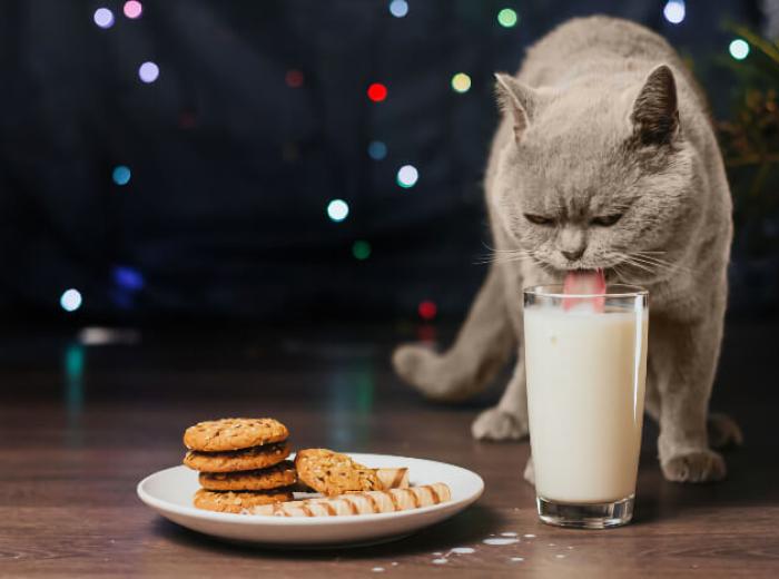 Avoid These 7 Pet Holiday Mishaps