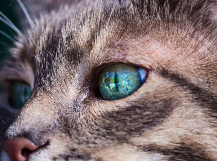 The Basics of Feline Healthcare: It’s More Important Than You Think