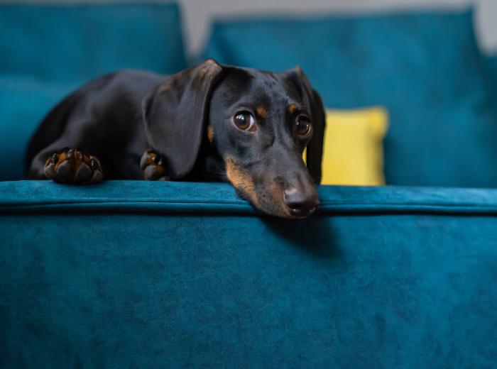 Dental Disease: One Dog’s Story