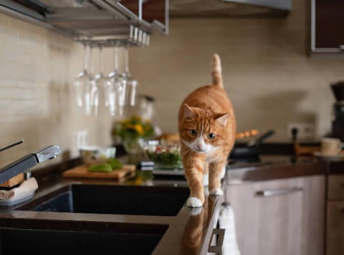 Pet-Proof Your Home to Avoid Pet Toxins