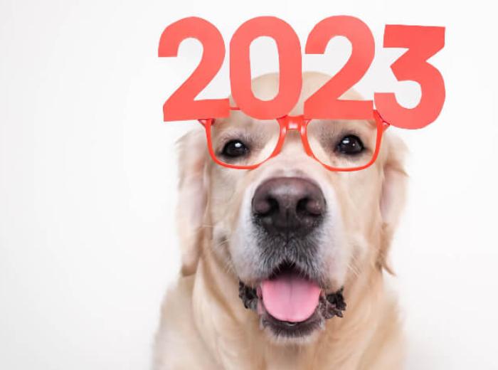 Kicking Off the New Year with Resolutions for Your Pet