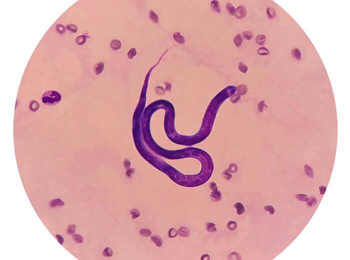 Heartworm FAQs