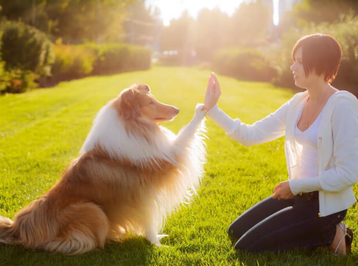 Tips to Successfully Train Your Dog