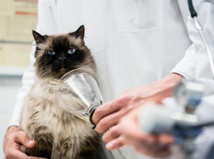 911! 10 Pet Emergencies That Require Urgent Care