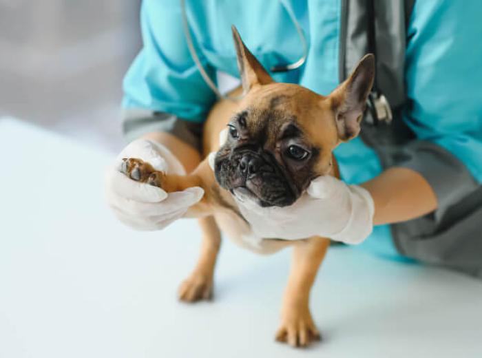 5 Myths About Arthritis in Pets