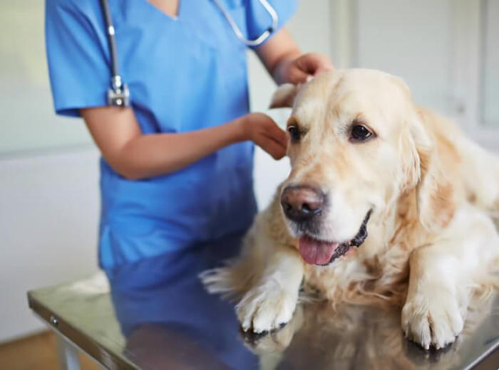 Why Does My Healthy Pet Need Regular Wellness Screenings?
