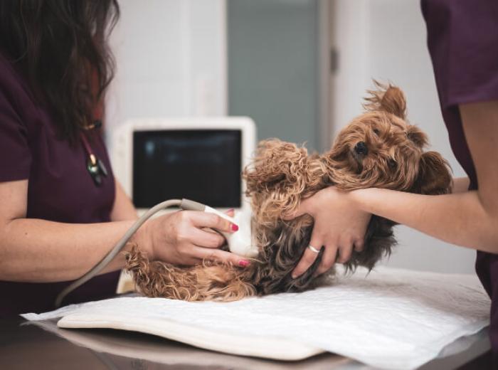How In-House Diagnostics Benefit Your Pet